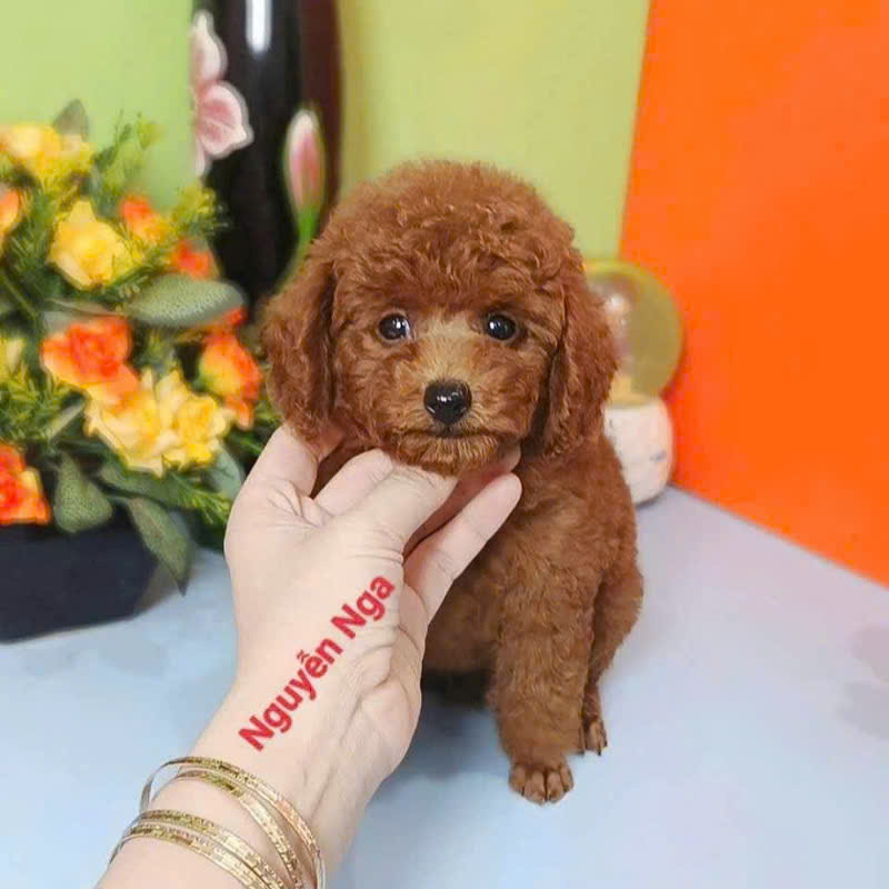 Chó Poodle - PV 15000
